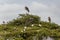 African Sacred Ibis & x28;Threskiornis aethiopicus& x29; and Marabou storks & x28;Leptoptilos crumenifer& x29; on a tree at