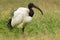 African sacred ibis - Threskiornis aethiopicus wading black and white bird of Threskiornithidae, native to Africa and the Middle