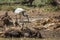 African Sacred Ibis in Vulpro rehabilitation center, South Africa