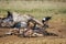 African Sacred Ibis in Vulpro rehabilitation center, South Africa