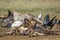 African Sacred Ibis in Vulpro rehabilitation center, South Africa