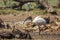 African Sacred Ibis in Vulpro rehabilitation center, South Africa
