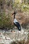 African Saddle-billed Stork in a marsh