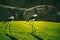 African Saddle-billed Storks