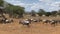 African Safari in African Savannah in search of Big Five during great migration on special safari jeep near. Herd of