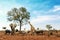 African Safari Animals Meeting Together Around Tree