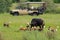 African safari, car with nature lovers. Wild Dog Hunting in Botswana, buffalo cow and calf with predator. Wildlife scene from Afri