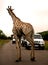 African safari. Giraffe