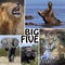 African Safari Montage - The Big Five - Botswana