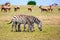 African Safari. Tsessebe antelopes and zebras graze