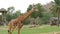 African savanna animals graze in glade of the world famous khao kheo zoo in Thailand. Giraffes, buffaloes, ostriches