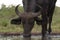 African savanna buffalo at Tamboti Hide