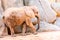 African savanna elephant tusks, Loxacodonta africana, looking at camera