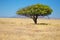 African savanna grassland landscape, acacia tree in savannah in Africa