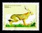 African Savanna Hare (Lepus crawshayi), African Animals serie, c