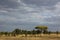 African savanna landscape
