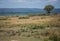 African savanna landscape with a flock of crowned cranes