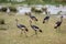 African savanna landscape with a flock of crowned cranes