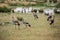 African savanna landscape with a flock of crowned cranes