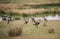 African savanna landscape with a flock of crowned cranes