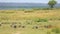 African savanna landscape with a flock of crowned cranes