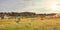 African savanna with low grass, bushes, small trees and sharp rocky hills in background - typical scenery near Isalo park on