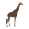African savanna, standing giraffe. Wild animals of Africa.