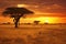 African savannah with acacia tree at sunset, Kenya, Africa, African savannah with acacia trees at sunset. Serengeti National Park