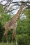 African savannah animals giraffe tanzania