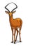 African savannah antelope isolated in cartoon style. Educational zoology illustration, coloring book picture