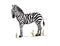 African Savannah color Illustration of a Zebra