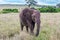African savannah elephant