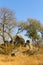 African Savannah grassland and bush in South African wilderness reserve