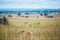 African Savannah in the haze. Grazing gazelles, one Gazelle is watching in anticipation of danger