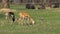 African Savannah in the Khao Kheow Open Zoo. Thailand