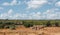 African savannah landscape with plain zebras at waterhole