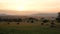 African Savannah Landscape At Sunset With Acacia Trees And Grazing Wild Buffalo