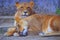 African savannah lionesses tonia & lory