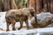 African savannah male elephants, Loxodonta africana, strolling calmly