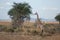 African savannah with Masai Giraffe - acacia tree