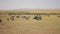 African Savannah Plain Where Thousands Of Wildebeest Graze On Yellow Dry Grass
