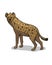 African savannah standing hyena isolated in cartoon style. Educational zoology illustration, coloring book picture