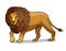 African savannah standing male lion isolated in cartoon style. Educational zoology illustration, coloring book picture