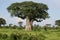 African savannah summer pictrures wild safari Tanzania Rwanda Botswana Kenya