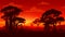 African savannah sunset landscape silhouette