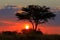 African savannah sunset with silhouetted tree