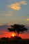 African savannah sunset with silhouetted tree