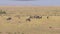 African savannah valley where thousands of wildebeest graze yellow dry grass