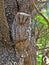 African Scops Owl