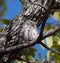 African scops owl